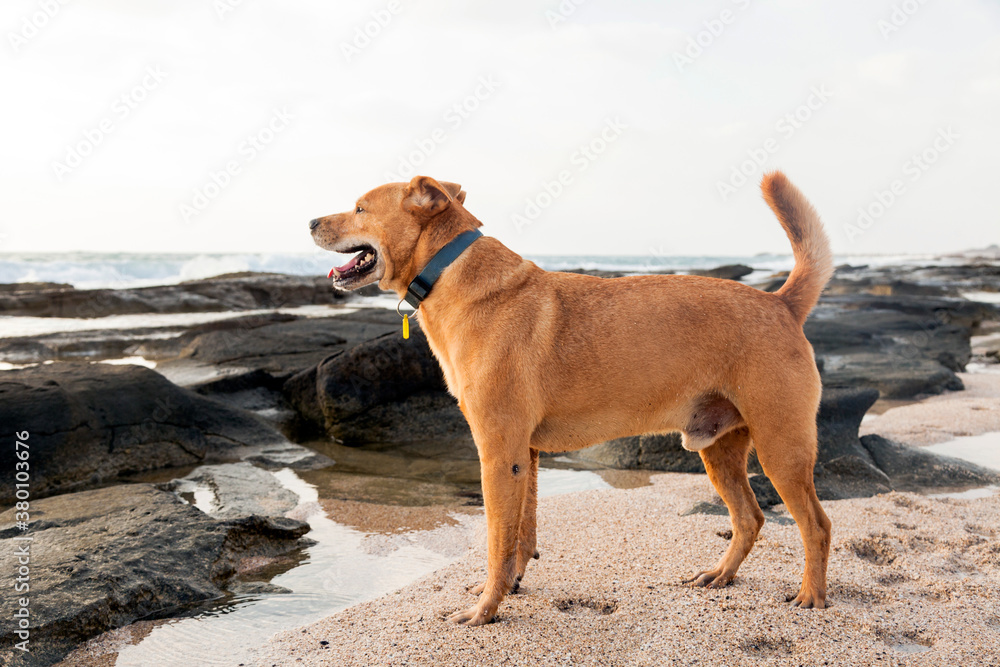 Dogs Playing on Beach