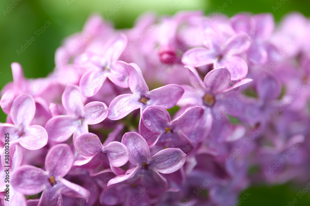 Closeup view of beautiful blossoming lilac bush outdoors