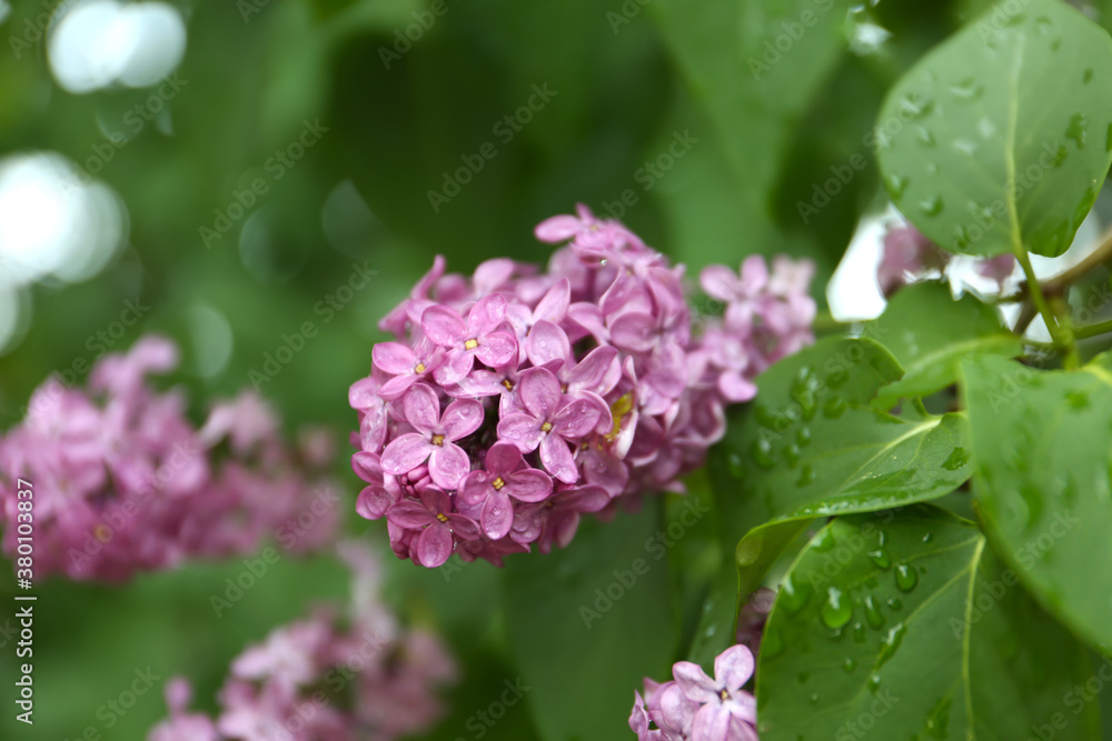 Closeup view of beautiful blossoming lilac bush outdoors Closeup view of beautiful blossoming lilac bush outdoors