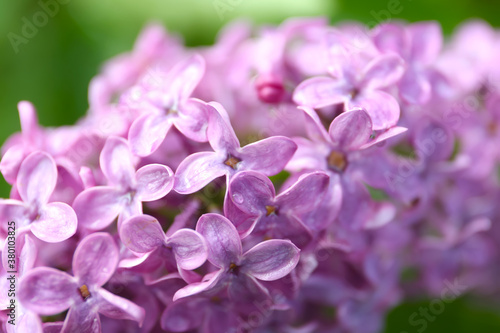 Closeup view of beautiful blossoming lilac bush outdoors © New Africa