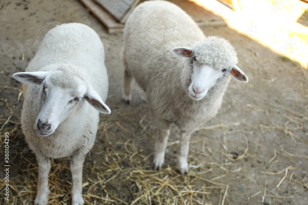 Cute funny sheep on farm. Animal husbandry Cute funny sheep on farm. Animal husbandry