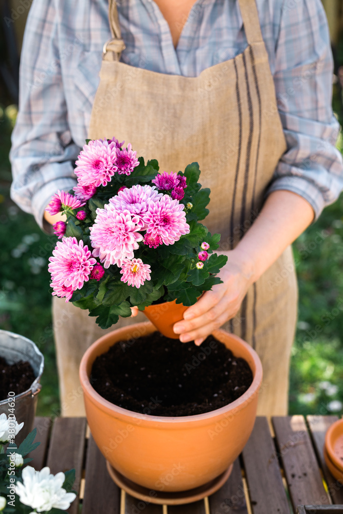Woman planting Chrysanthemums Woman planting Chrysanthemums