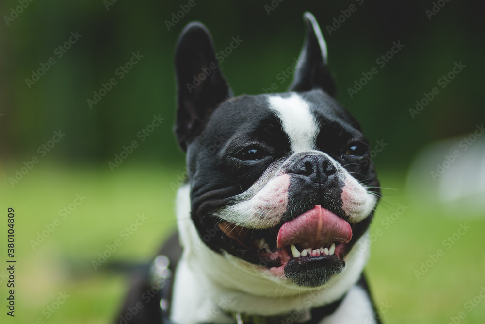 Happy French bulldog Happy French bulldog