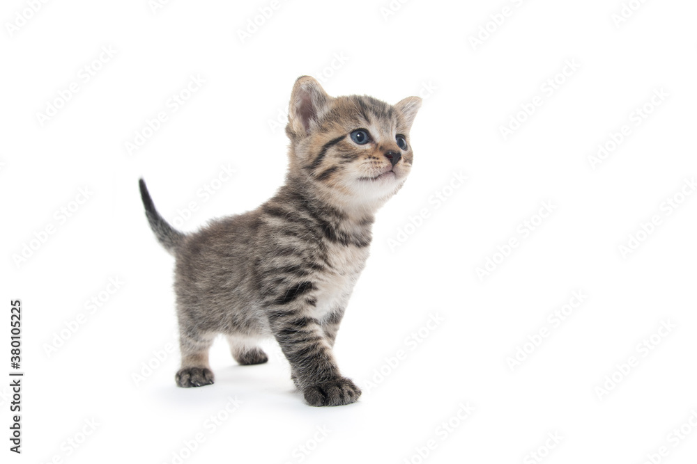 Cute tabby kitten on white background Cute tabby kitten on white background