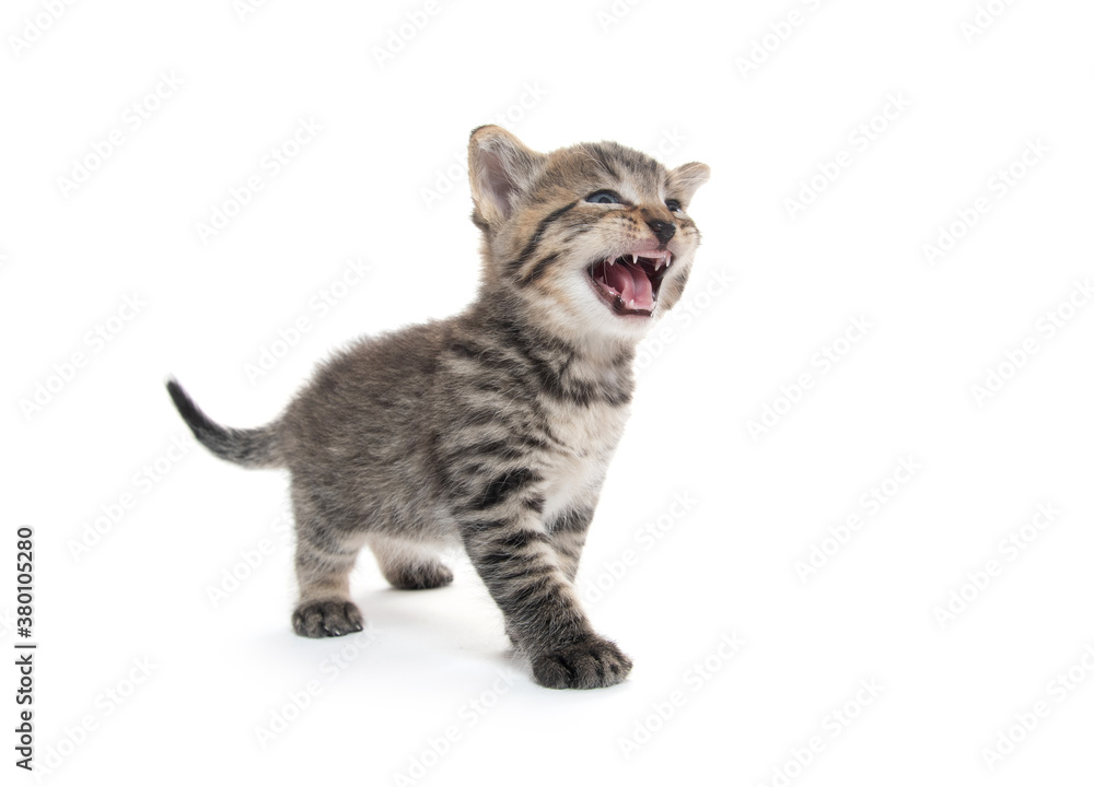 Obraz premium Cute tabby kitten on white background