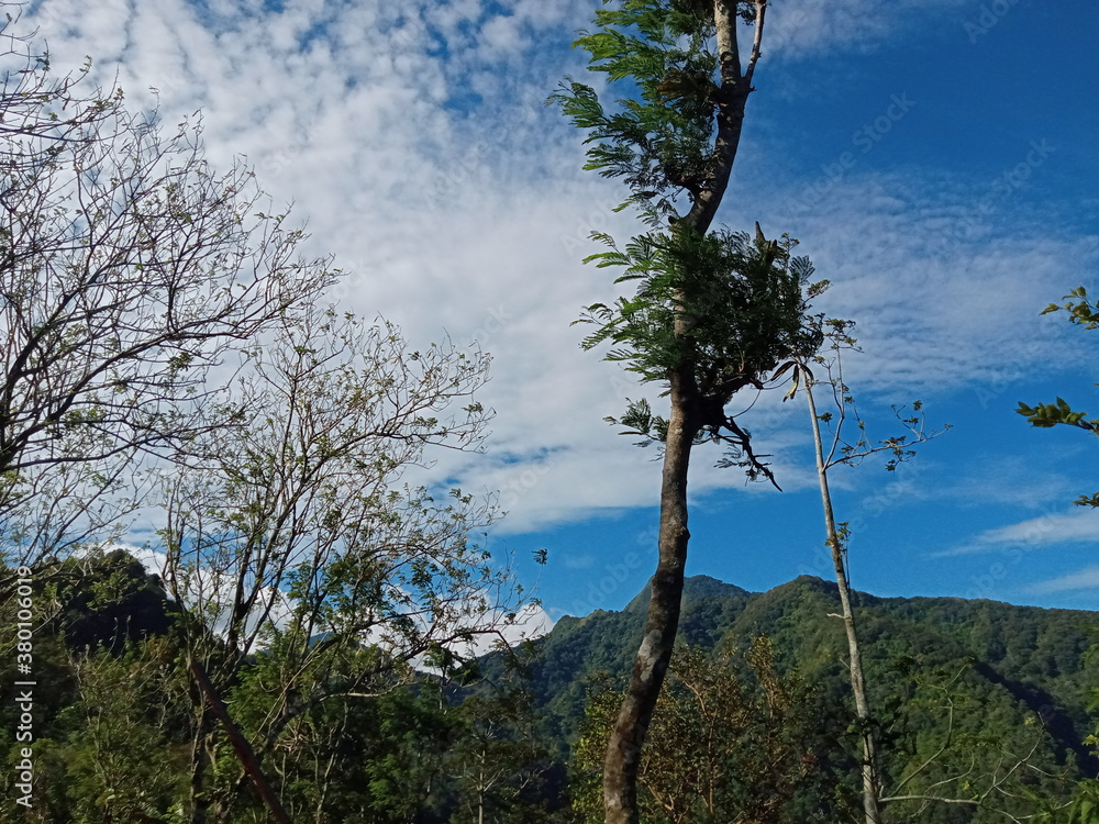 Obraz premium Trees on mountains with blue sky background