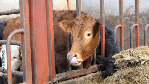 Cow with long tongue licking her nose through a gate in shed photo