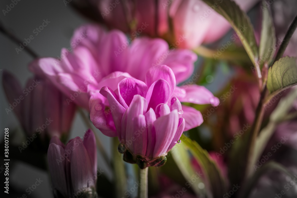 Obraz premium purple crocus flower