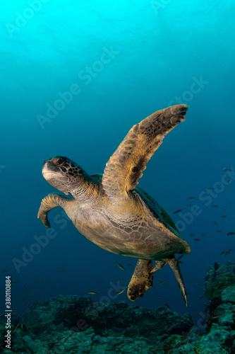 Galapagos green sea turtle,Chelonia mydas