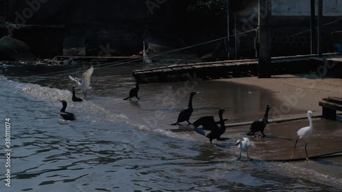 birds fighting for food at the sea	
