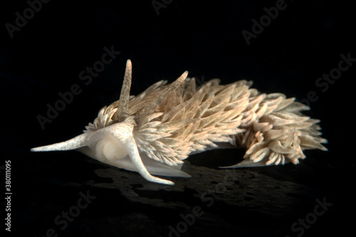 Shag Rug nudibranch  Aeolidia loui