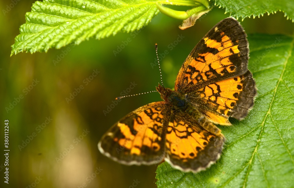 Butterfly on Leaf