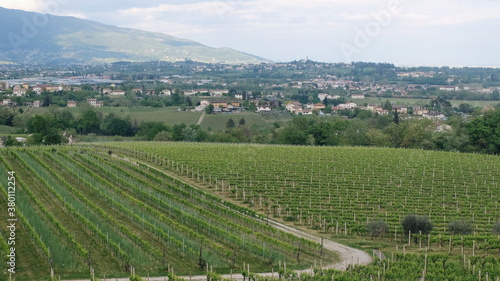 Wallpaper Mural A beautiful italian vineyard Torontodigital.ca