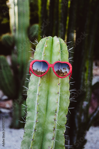 A cactus having fun photo