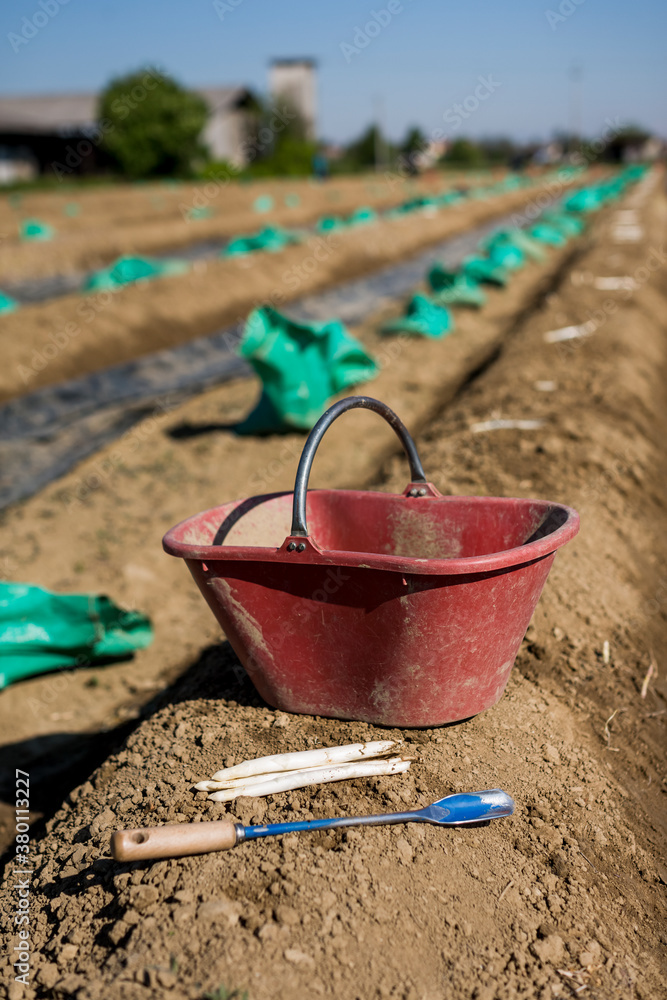 Harvesting process of fresh white asparagus Harvesting process of fresh white asparagus