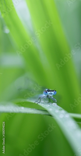 Blue damselfly on a blade of grass photo