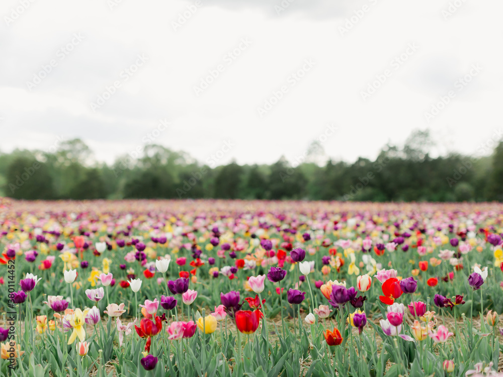 Tulip Field Tulip Field