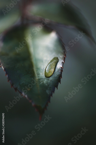 Single dewdrop on rose leaf macro photo