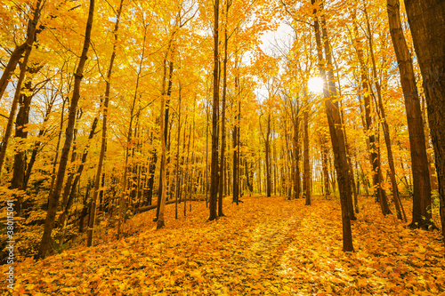 Majestic beautiful yellow golden color, inviting natural autumn forest landscape in the morning, background 