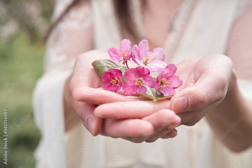 Beautiful hands of a young woman holding Apple petals in their palms Beautiful hands of a young woman holding Apple petals in their palms