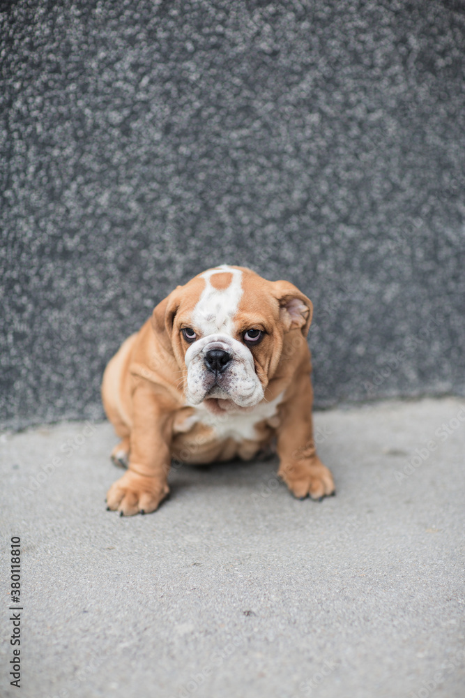 English bulldog puppy outdoors English bulldog puppy outdoors