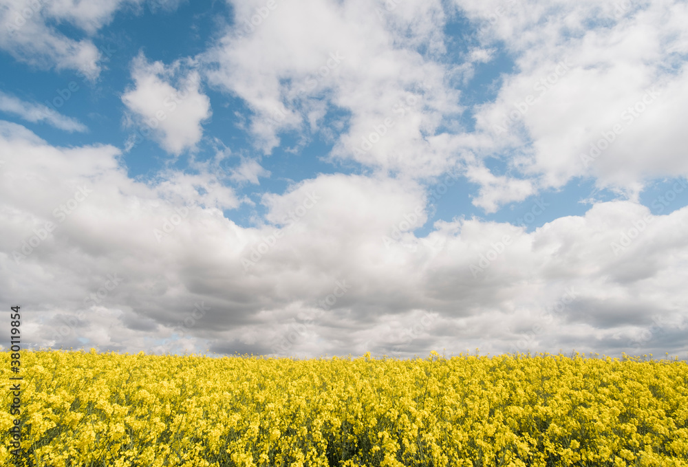 Blue sky and white clouds over a field of yellow Rapeseed. Norfo Blue sky and white clouds over a field of yellow Rapeseed. Norfo