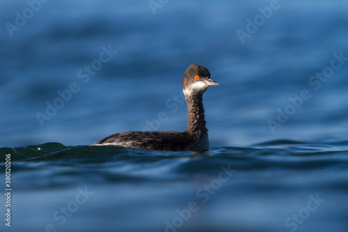 Floating Grebe photo