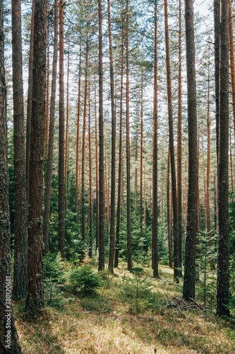 Wallpaper Mural Sunlight through trees in forest Torontodigital.ca