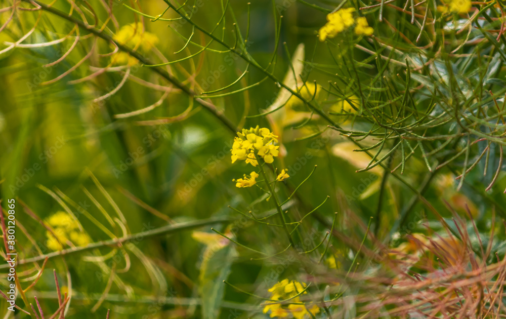 flixweed, herb-Sophia and tansy mustard flixweed, herb-Sophia and tansy mustard