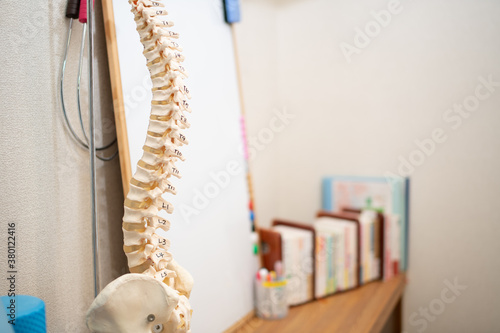 理科室や整骨院にある手や背骨などの骸骨標本
