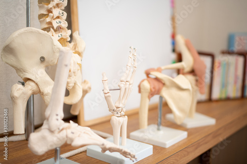 理科室や整骨院にある手や背骨などの骸骨標本