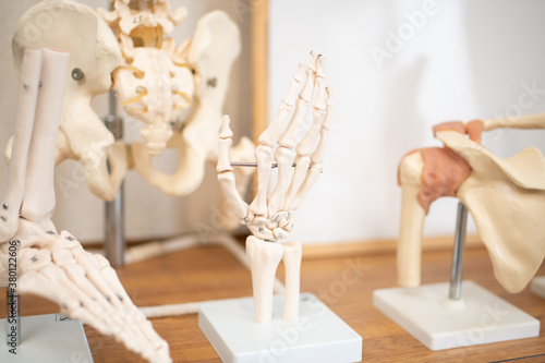 理科室や整骨院にある手や背骨などの骸骨標本