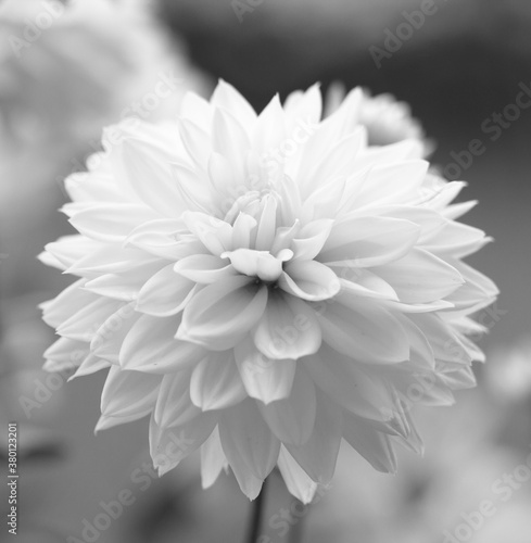 White flower blurred background