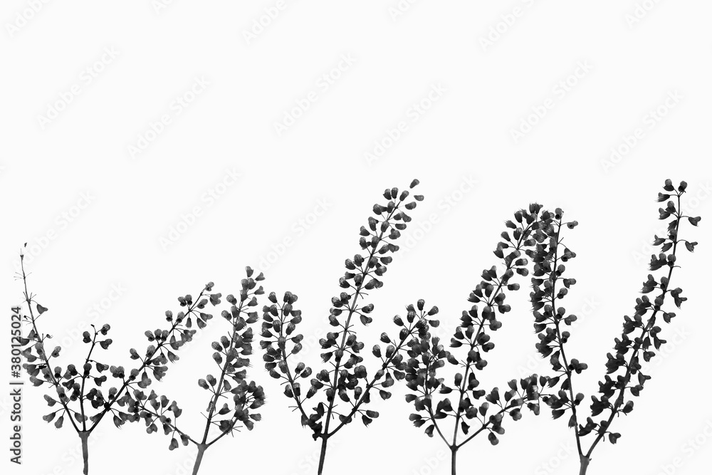 Dried flowers of basil isolated on white