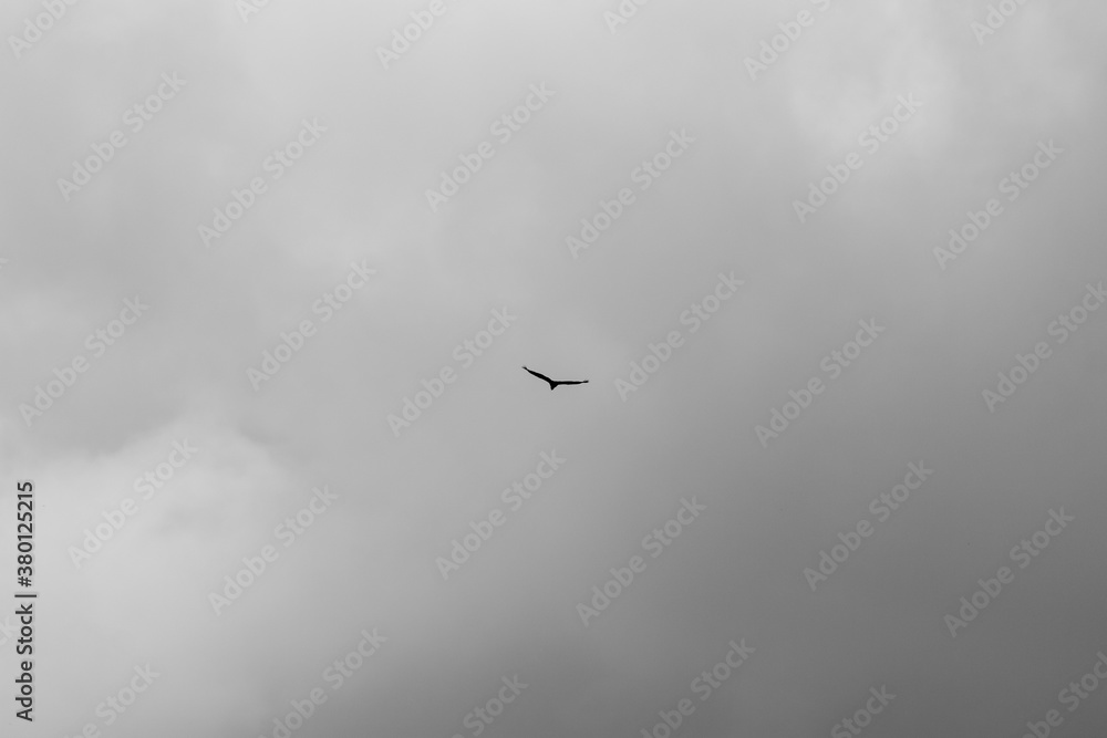 Obraz premium birds in flight