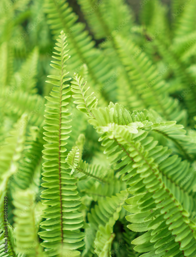 Green fern leaf background in the garden Green fern leaf background in the garden