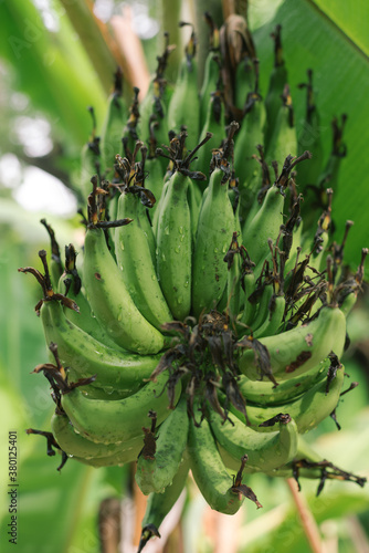 Wallpaper Mural young green banana on tree Torontodigital.ca