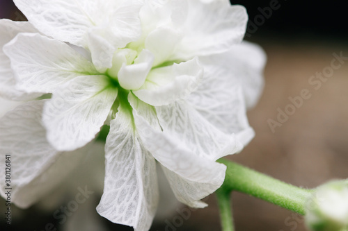 Macro of drying white flower petals