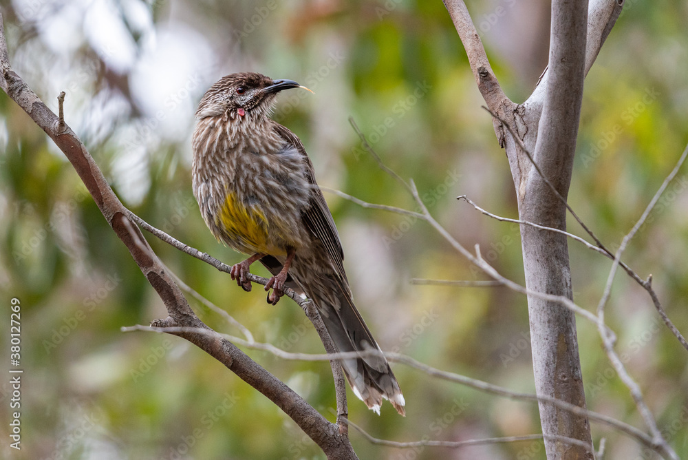 Naklejka premium Red wattlebird at Newport lake, the area was created from a former Bluestone Quarry and is a Sanctuary for Waterbirds & Wildlife.