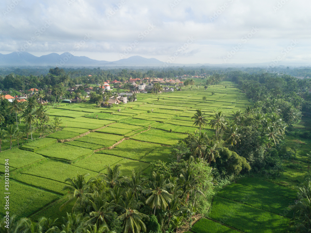 Rice Paddies in Ubud, Bali Rice Paddies in Ubud, Bali