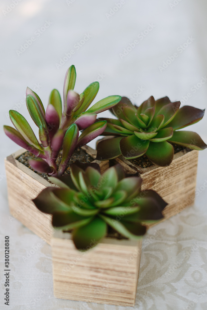 Three Little Potted Succulents Three Little Potted Succulents