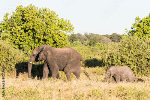 Elephant with baby photo