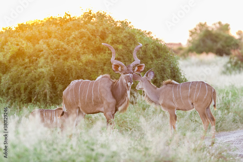 Couple of Greater kudus in evening light photo