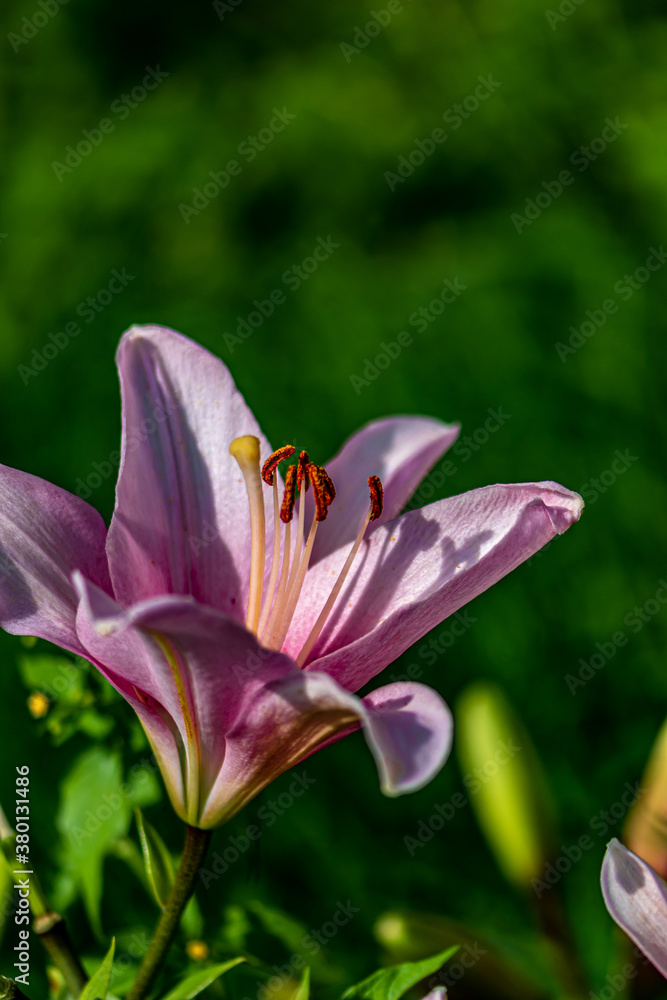 Fototapeta premium Lilies blooming in Changchun Park, China