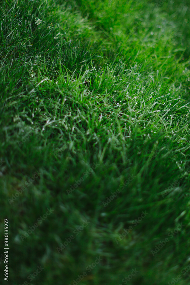 Green Grass Green Grass
