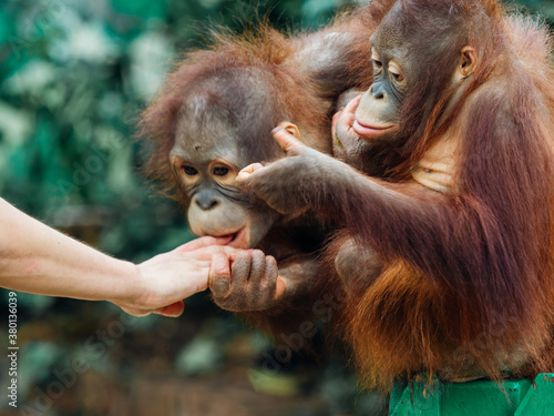 orangutan photo