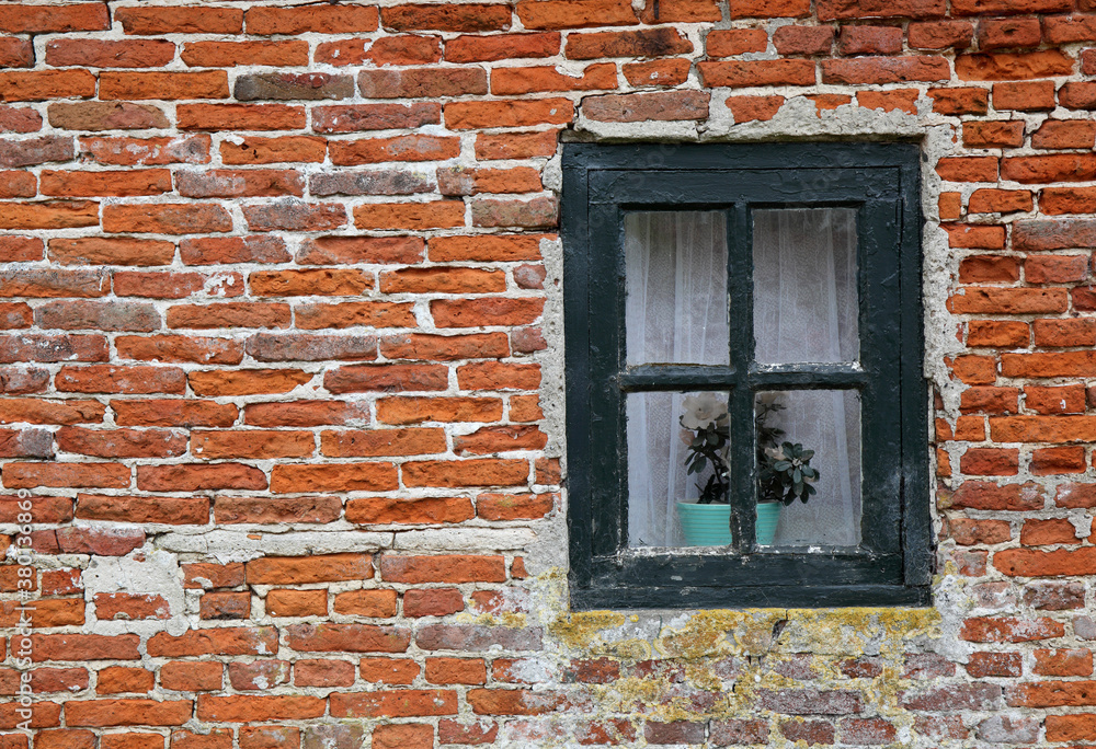 Fake plant behind window of an old house Fake plant behind window of an old house