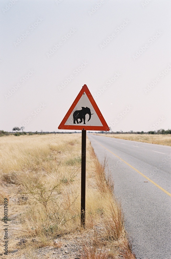 Elephant crossing