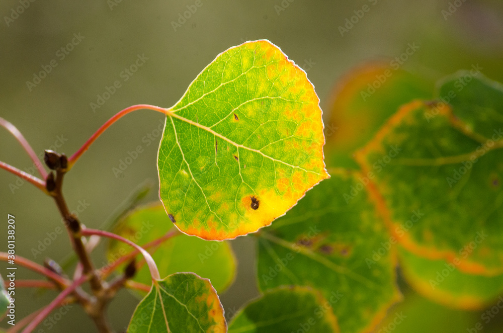Fototapeta premium A single aspen leaf changing color in the fall.