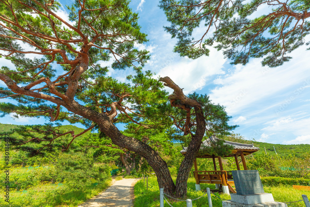 Fototapeta premium 가을과 소나무